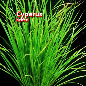 Cyperus helferi